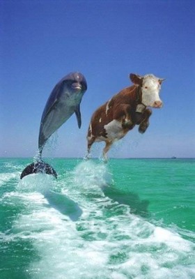 2dolphins.jpg (32.81 KiB) Przeglądane 5799 razy 2dolphins.jpg